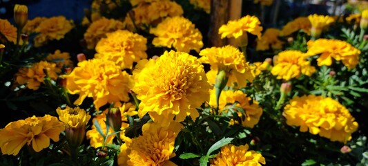 yellow marigold summer flowers in sunshine close up