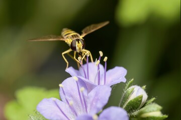 hoverfly on a flower in detail