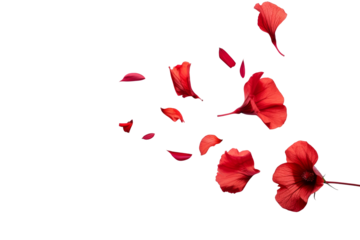 Red flowers and petals flying in the air isolated on background, spring season with falling floral.