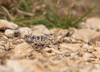 grasshopper on the rock, grasshoppers from the Balkans, insects from Croatia