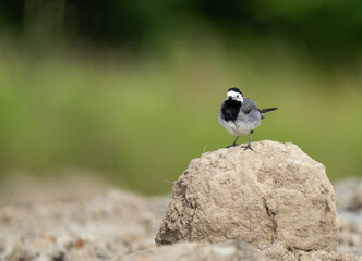 The white wagtail (Motacilla alba)