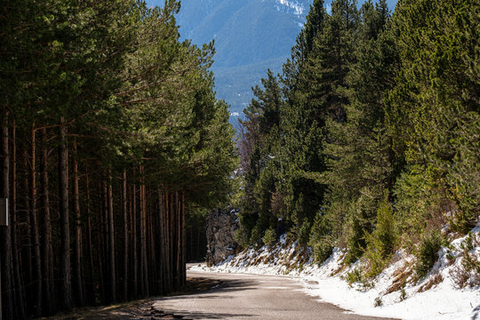A serene forest road flanked by dense green pine trees and patches of snow leads into the distance, creating a peaceful and inviting scene with simple natural elements in Pedraforca in Catalonia