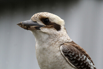 Close-up portrait of a Laughing Kookaburra bird
