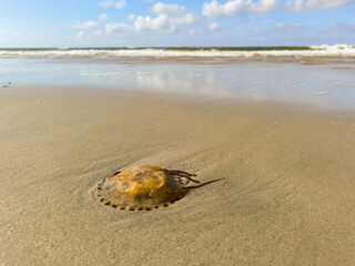 Qualle am Sandstrand an der Nordsee