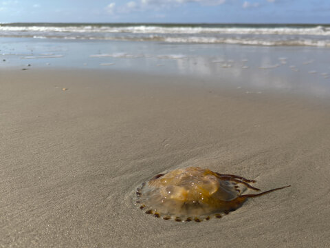 Qualle am Sandstrand an der Nordsee