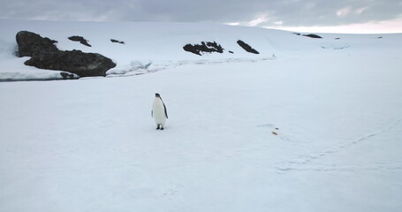 Cute emperor penguin relax snow hill in Antarctica coast. Explore Antarctic wildlife sea bird. Winter travel and exploration. Discover beauty of South Pole rare species behavior. Slow motion panorama © mozgova
