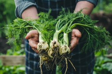 farmer holding fennel with its green leaves and horseradish roots