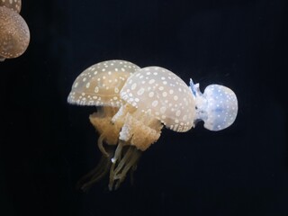 水族館の水槽内のクラゲ