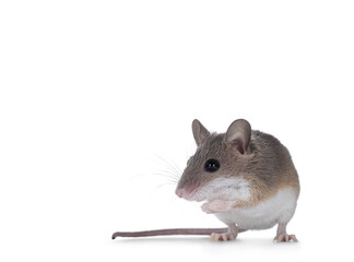 African pygmy mouse aka Mus minutoides and smallest rodent in the world, sitting on hind paws. Looking side ways and away from camera. Isolated on a white background.
