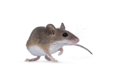 African pygmy mouse aka Mus minutoides and smallest rodent in the world, turning side ways. Looking ahead and beside camera. Isolated on a white background.