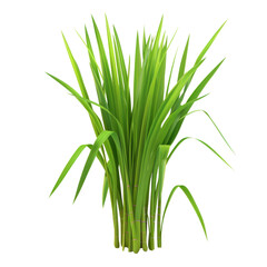 Obraz premium Vibrant green grass plant with long slender blades, isolated on a white background, transparent background.