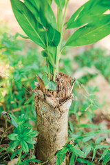 Plants grow on trees that have been cut down