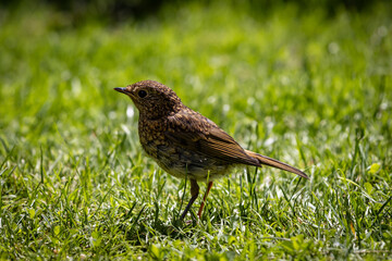 A juvenile european robin on a  lawn in rural Sussex, on a summer's day