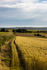 Fototapeta premium Looking over farmland in the South Downs on a July evening