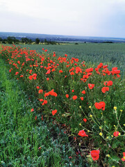 red poppy field