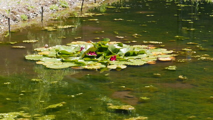 Shirakawa-go: at the foot of the sacred Mt. Hakusanis is one of Gifu's must-visit destinations