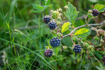 European Dewberry (Rubus caesius) close-up of fruit. Berries ripen on a branch of common blackberry...