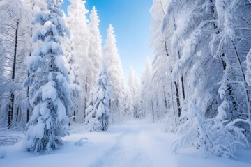 Fototapeta premium Forest landscape tree snow.