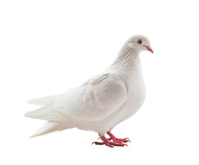 Fototapeta premium dove bird or white pigeon in white background