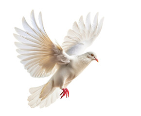 Obraz premium dove bird or white pigeon in white background