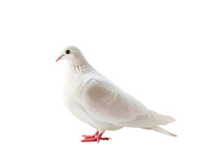Obraz premium dove bird or white pigeon in white background