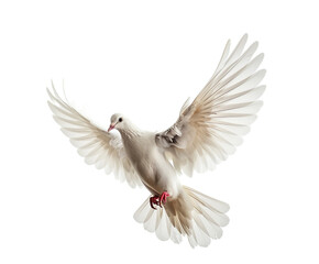 dove bird or white pigeon in white background
