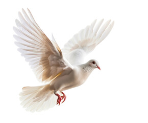 dove bird or white pigeon in white background