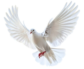 Obraz premium dove bird or white pigeon in white background