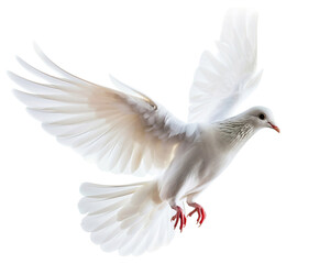 dove bird or white pigeon in white background