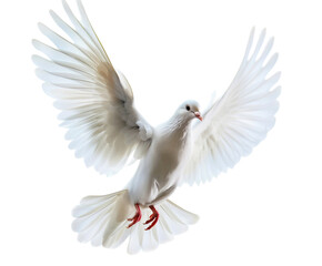 dove bird or white pigeon in white background