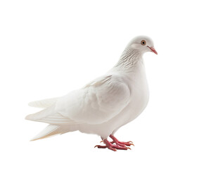 Naklejka premium dove bird or white pigeon in white background