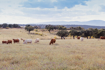 photograph of a large group of cows of various colors grazing on a plot of land.
