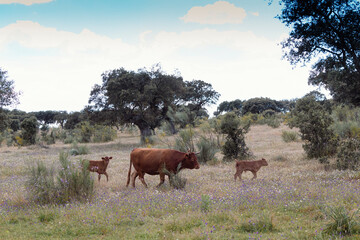 mother cow walking with two calves, strolling happily in a meadow.