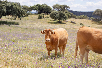 close-up of cow with fringe in a lush meadow, full of trees .