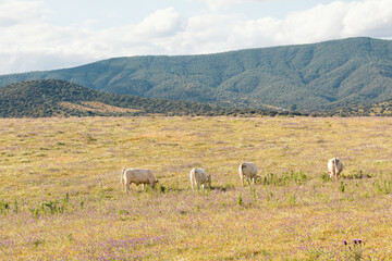photo of a large meadow where four beautiful white cows are grazing .