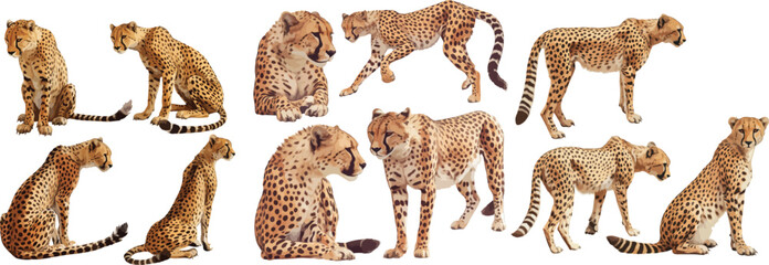 cheetah watercolor clipart © dian's