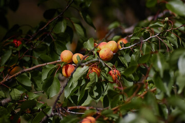 Juicy apricots shine on the branch under the summer sun, sun-kissed