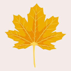 Autumn maple leaf. Decorative autumn foliage. Template for illustrations. Vector