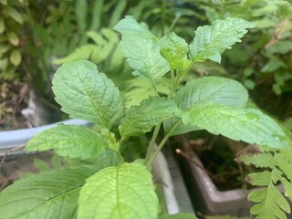 sweet basil growth in home garden, Ocimum sanctum. Sweet Basil, Thai Basil, Ocimum basilicum Linn