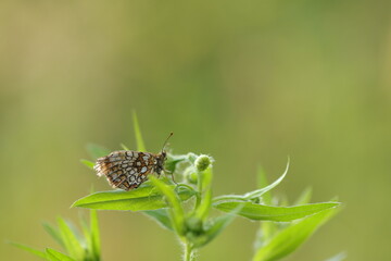 una farfalla melitaea athalia su un fiore al tramonto