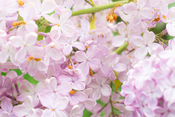Beautiful soft spring background with lilac flowers.