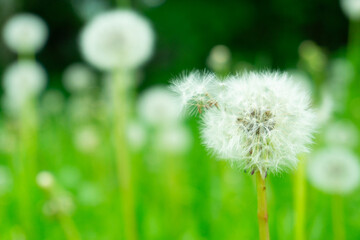 A field of dandelions thriving in green grass on a sunny day