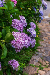 大平山の紫陽花(栃木県栃木市)