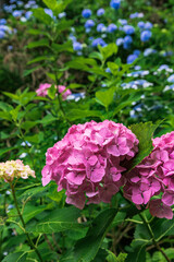 大平山の紫陽花（栃木県栃木市）