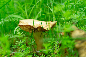 A mushroom is currently growing among the grass in a grassy field