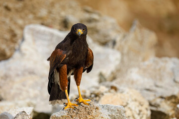 Hawk at sunset. Harris's hawk, Parabuteo unicinctus, perched on rock in semi-desert. Bird of prey hunting in wild nature. Beautiful raptor known as dusky or wolf hawk. Hunts cooperatively in group.