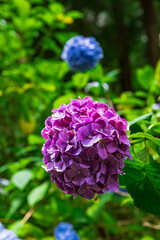 大平山の紫陽花（栃木県栃木市）