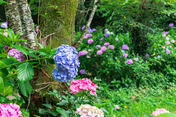 大平山の紫陽花（栃木県栃木市）