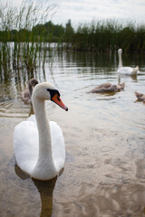 a large, white swan close-up on a wild lake with her children in the background