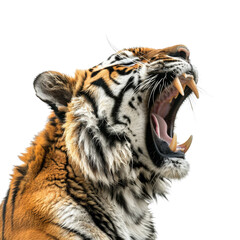 Close-up of a roaring tiger displaying its sharp teeth. Majestic animal showcasing strength and...